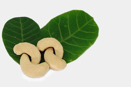 Cashew nut on  leaf with  isolated white backgroundの写真素材