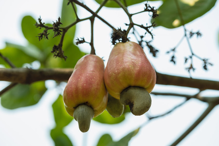 Cashew nut ripe on the tree in the  seasonal garden .の写真素材