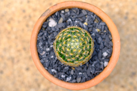 Close up of  photo shaped cactus with long thorns in pots,top viewの写真素材