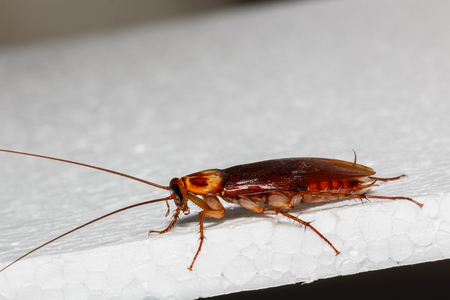 Cockroach brown walk on Foam sheet whiteの写真素材