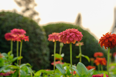 Beautiful zinnia flower in garden outdoors with blooming on natureの写真素材