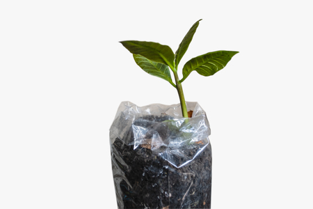 Cashew tree, young plant in bag plastic with is soil isolated on a whiteの写真素材