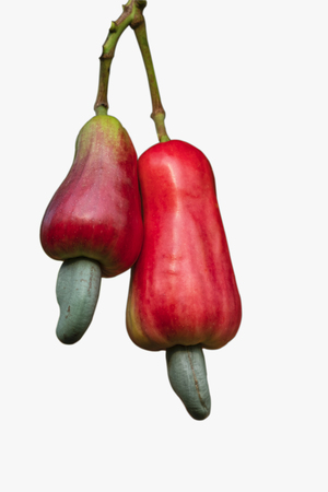 Cashews  fruit fresh isolated on a whiteの写真素材