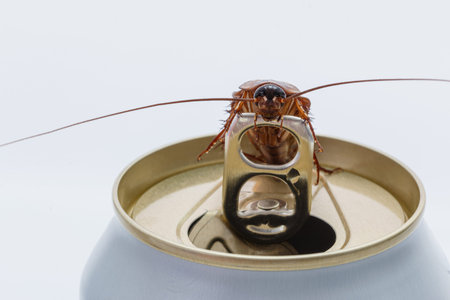 Cockroaches forage on white beverage cans.