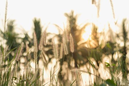 Field of flower grass during sunriseの写真素材