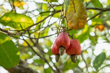 Cashew nut ripe on the tree in an  agriculture garden .の写真素材