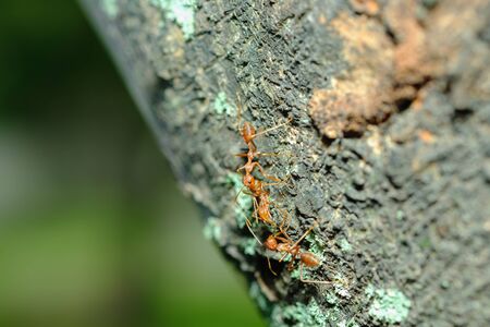 Macro photography,Red ant walk on a tree ,close upの写真素材