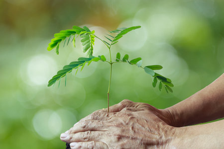 Hands of the men were planting the tree into the ground to soil.with natural backgroundの写真素材