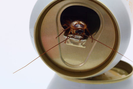 Cockroaches forage on white beverage cans.の写真素材