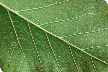 Abstract green teak leaf texture for as background