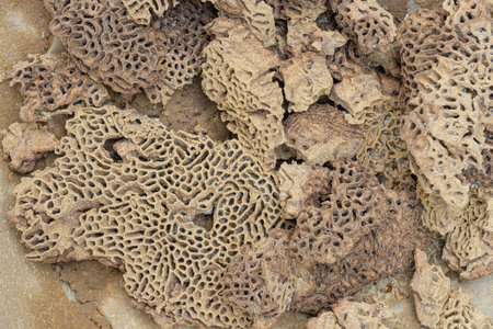 Texture holes termite nests with white larvae and termite eggs