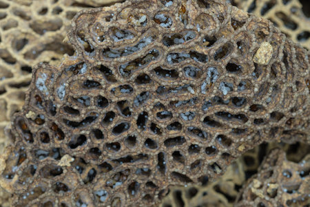 Texture holes of termite nests with white larvae and termite eggs