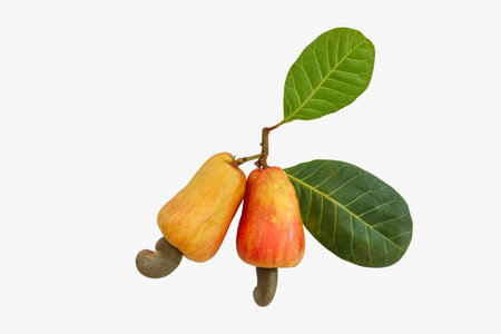 Two Cashews fruit ripe with leaf isolated on a white background.の写真素材