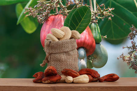 Cashew nuts in the bagの写真素材