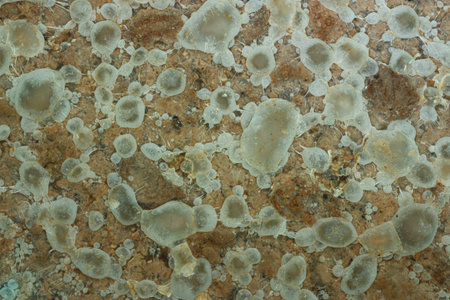 Close up,Growth of Bacteria and microorganisms from termite nest in Experiment