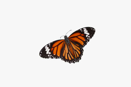 Monarch butterfly with spread wings isolated on a white backgroundの写真素材