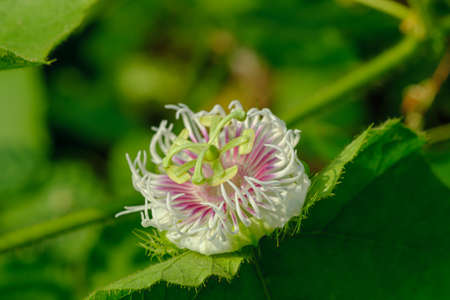 Passiflora foetida in the nature of tropical plant on green leaf backgroundの写真素材