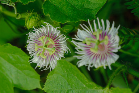 Passiflora foetida in the nature of tropical plant on green leaf backgroundの写真素材