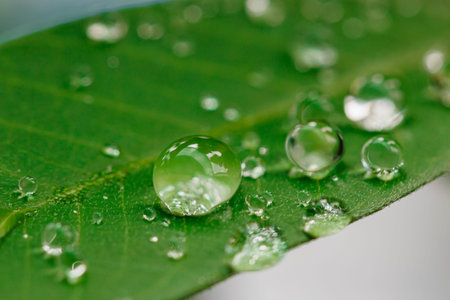 Raindrop of water sparkle in morning ,Large beautiful drops of transparent  on a green leaf macro...