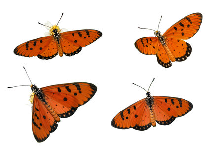 Set of butterfly with spread wings isolated on a white backgroundの写真素材