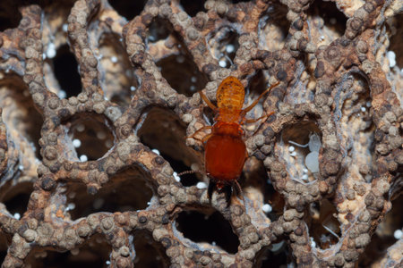 One large termite on a close distance termite nest.の写真素材