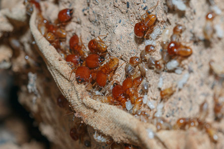 large termites team on a termite nest,close up