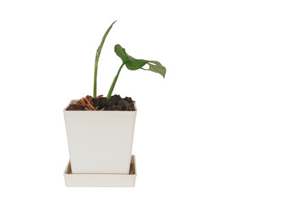 Monstera obliqua  plant (Monstera  monkey or Monstera adansonii) in flower pot isolated on white background.の写真素材