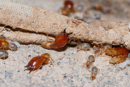 large termites team on a termite nest,close up
