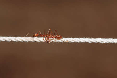 Red ants on the white rope with brown nature background,close upの写真素材