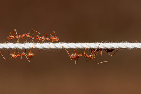 Red ants on the white rope with brown nature background,close up