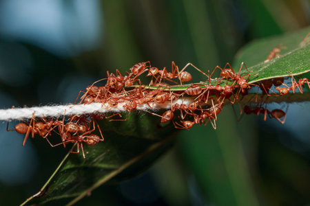 The Red Ant teamwork  pulls a white rope on a leaf.