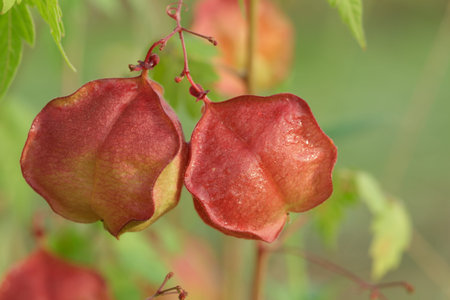 cardiospermum halicacabum with red ripe fruit of plant in field on nature backgroundの写真素材
