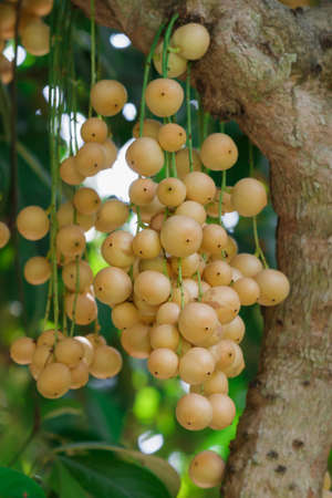 Baccaurea ramiflora ripe on the tree in tropical of typical.の写真素材