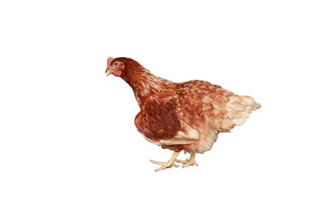 Full body of brown young, standing hens used for farm animals.With isolated on a white background,の写真素材