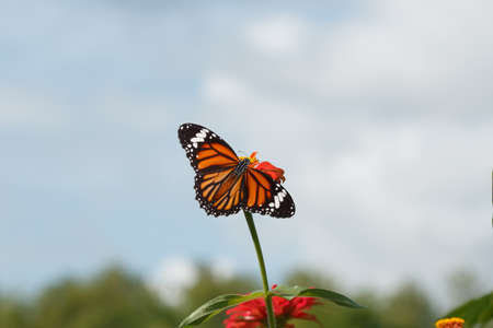 Monarch butterfly with spread wings  on a orange zinnia in garden outdoor.の写真素材