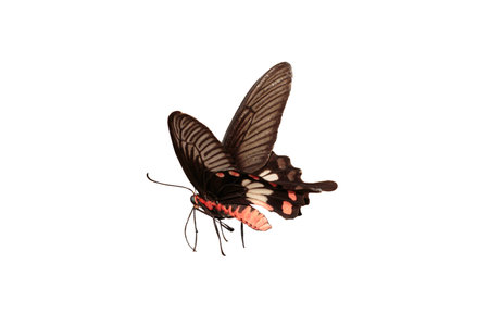 Monarch butterfly with spread wings isolated on a white backgroundの写真素材