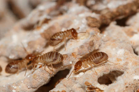large termites team with walking on a termite nest ,close upの写真素材