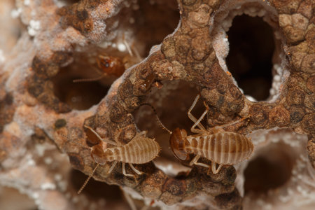 large termites team with walking on a termite nest ,close up