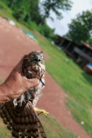 A dangerous hawk caught in the hand.の写真素材