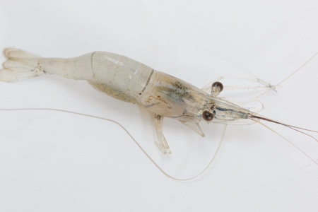 Shredded shrimp with eggs in belly on white backgroundの写真素材