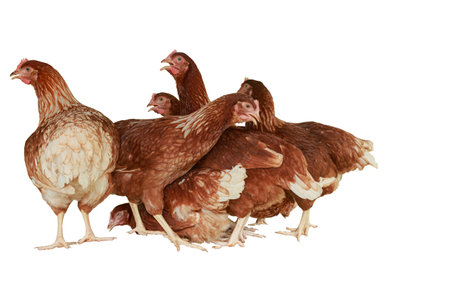 Full body of brown young, standing hens used for farm animals.With isolated on a white background.の写真素材