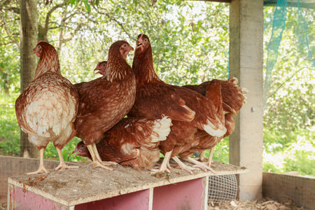 Full body of brown young, standing hens used for farm animals.の写真素材