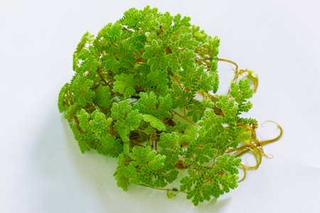 Green Azolla microphylla  on white background. Used as an ingredient in animal feed.の写真素材