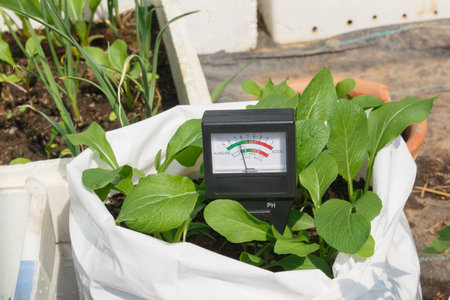 Soil PH meter for check the PH value In a bag of green organic leafy vegetables , Agriculture...