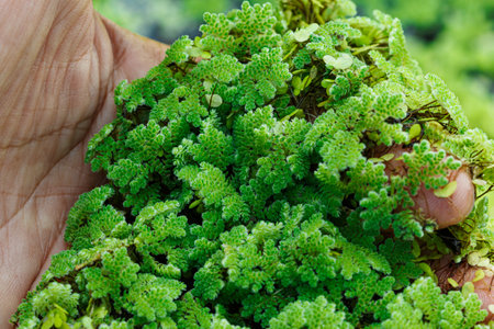 Azolla microphylla Used an ingredient in animal feed  or as compostの写真素材