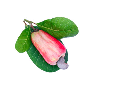 Cashews fruit with ripe on isolated white background.の写真素材