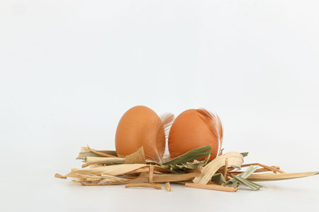 Organic chicken fresh  eggs in the straw nest. On white background.
