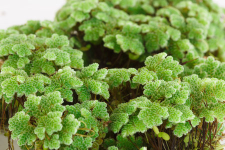 Green Azolla microphylla  on white background. Used as an ingredient in animal feed.