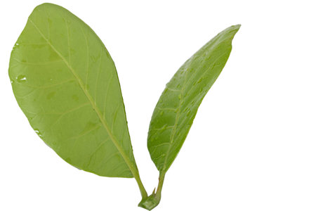 leaves of cashew nut  on white background