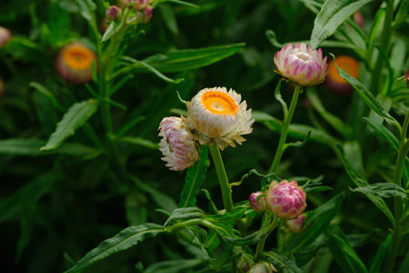 Yellow pollen of pink strawflower in outdoor garden. with beauty of natureの写真素材